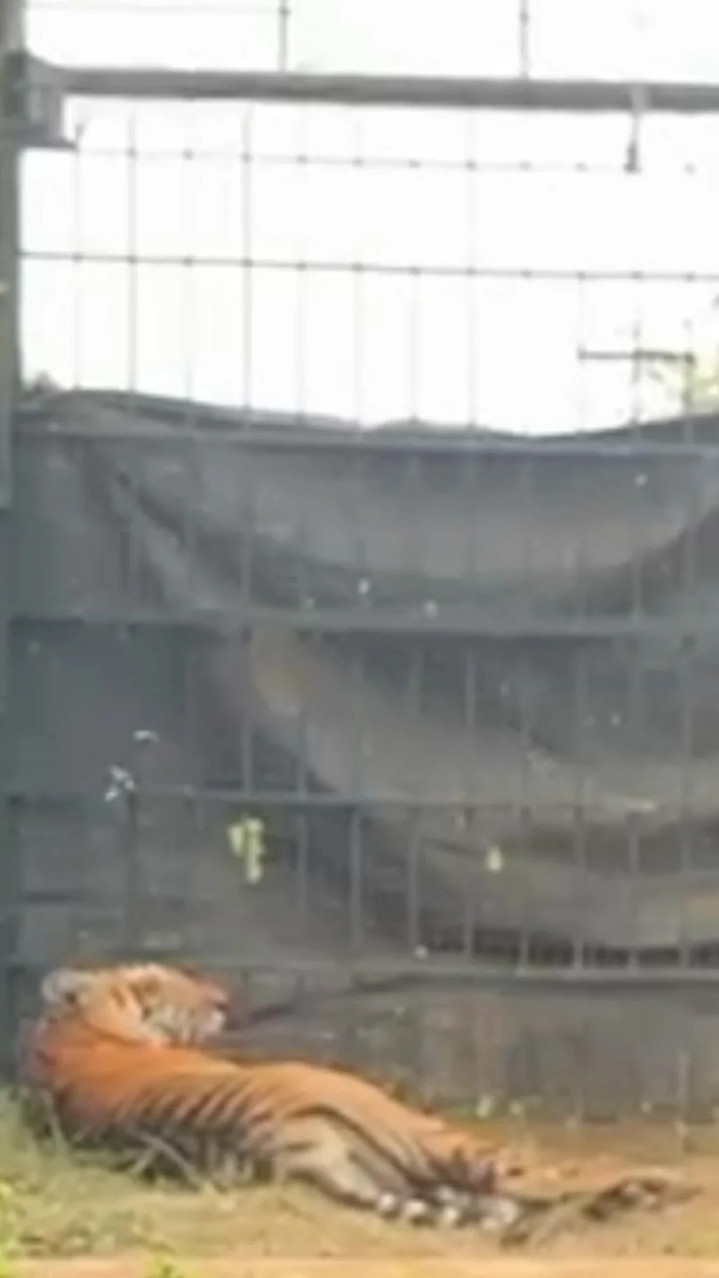 கூடலூரில் ஆட்டம் காட்டிய புலி கூண்டில் சிக்கியது எப்படி?