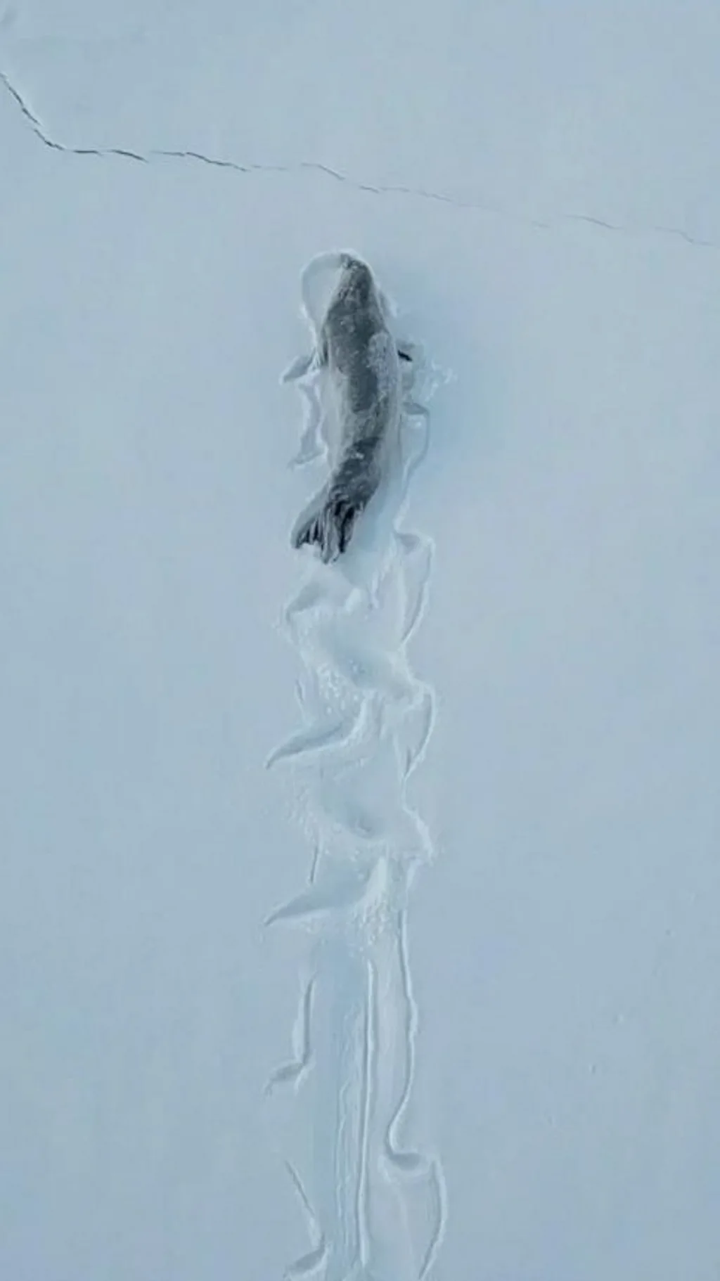 அன்டார்டிகா பனிப் பரப்பில் ஊர்ந்து சென்ற கிராப்ஈட்டர் சீல்