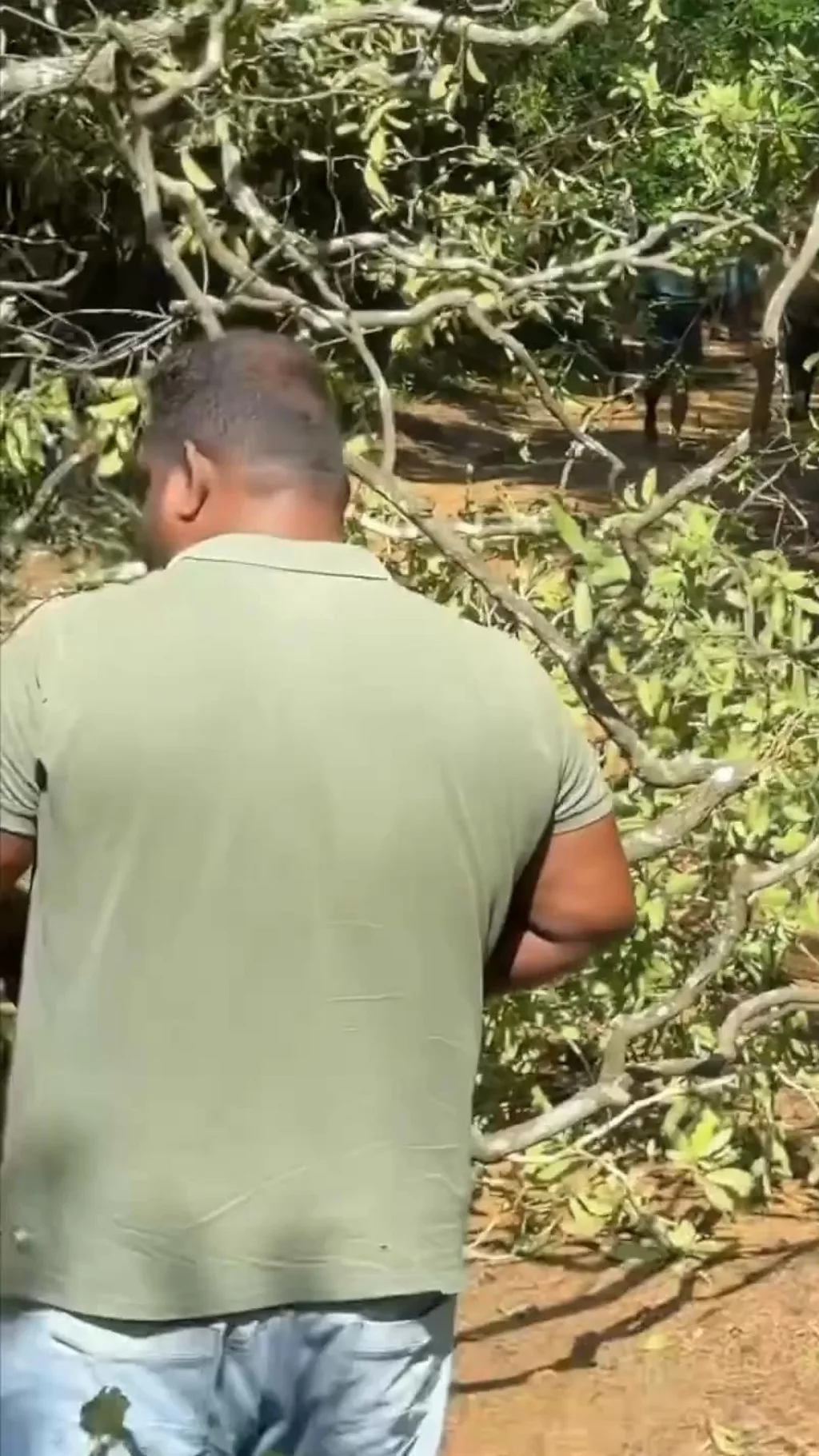 இலங்கை: பெரு வெள்ளத்தால் கடுமையாக பாதிக்கப்பட்ட வில்பத்து தேசிய சரணாலயம்