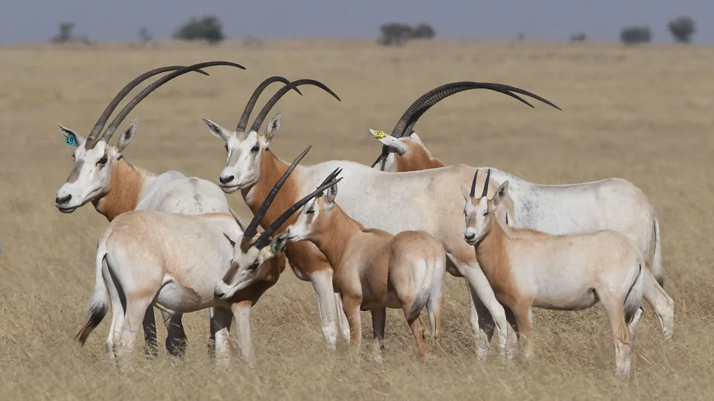 Two scimitar-horned oryx walk on the horizon of a dry grassy landscape (Credit: Sahara Conservation)