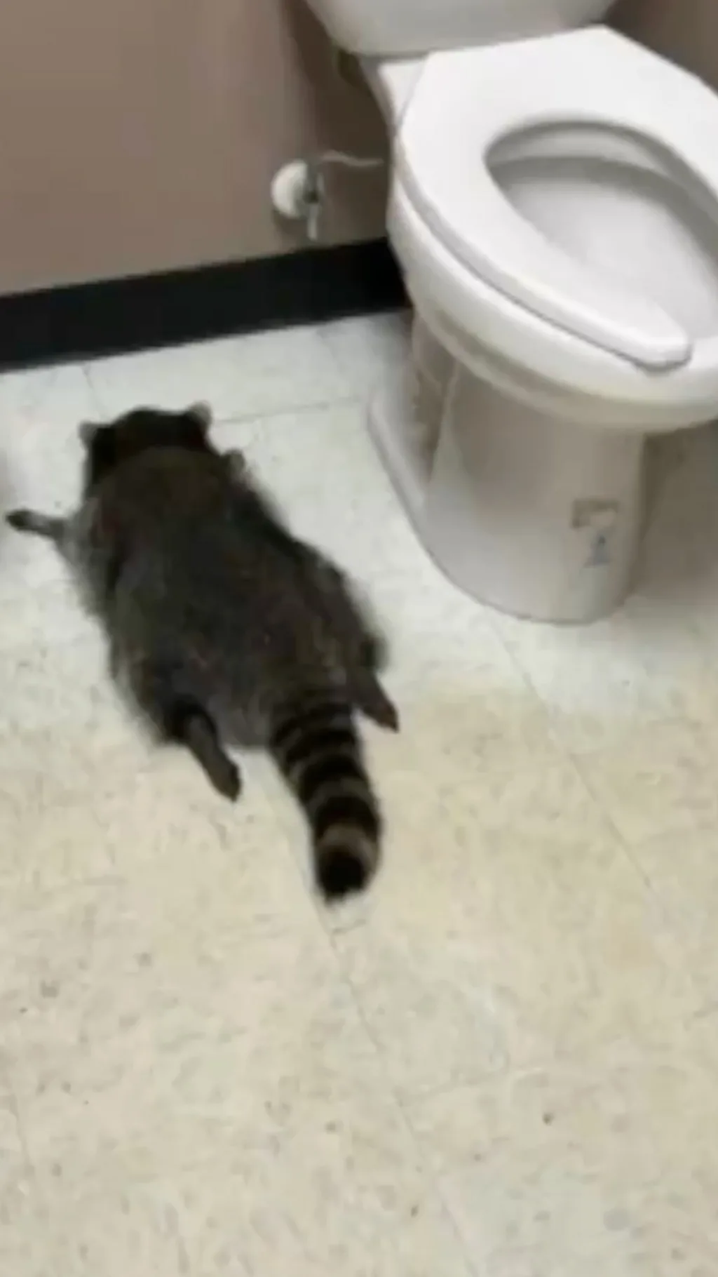 Pijani rakun u diskontu pića