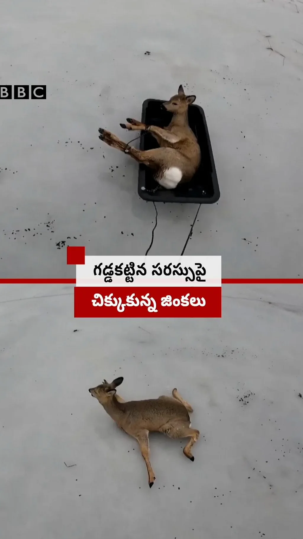 మంచు, జింకల కష్టాలు