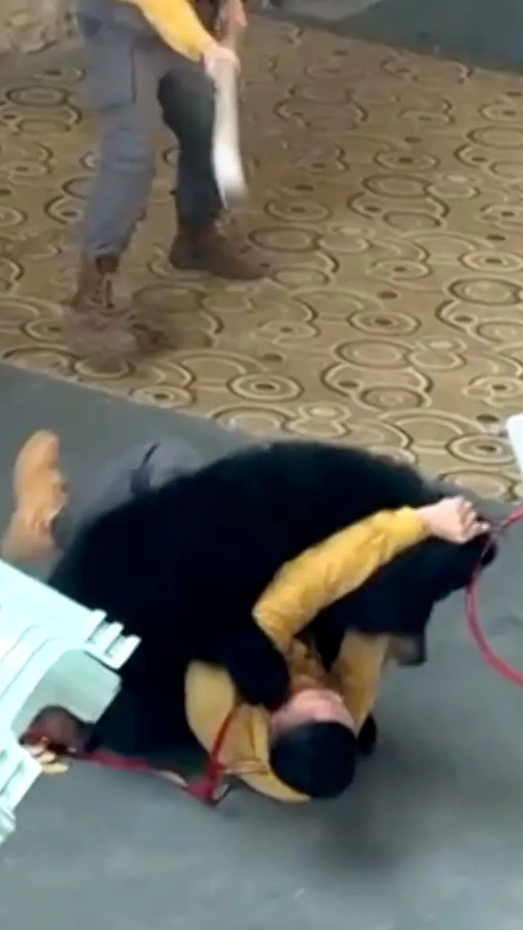 चीनमा एक कार्यक्रमका बेला चिडियाखानाका कर्मचारीमाथि भालुको आक्रमण