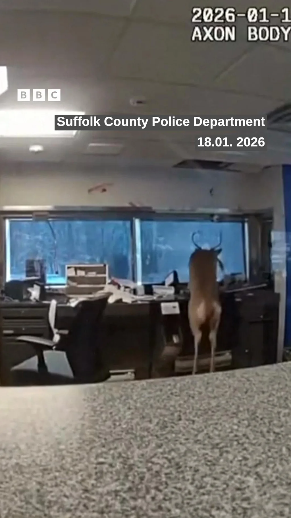 బ్యాంకులోకి జింక