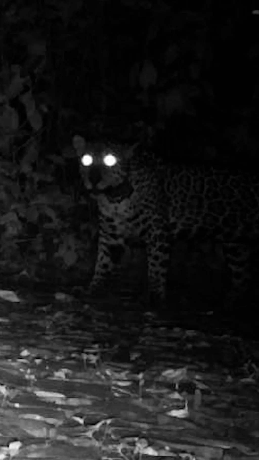 Prvi put zabeleženo kako jaguari mjauču