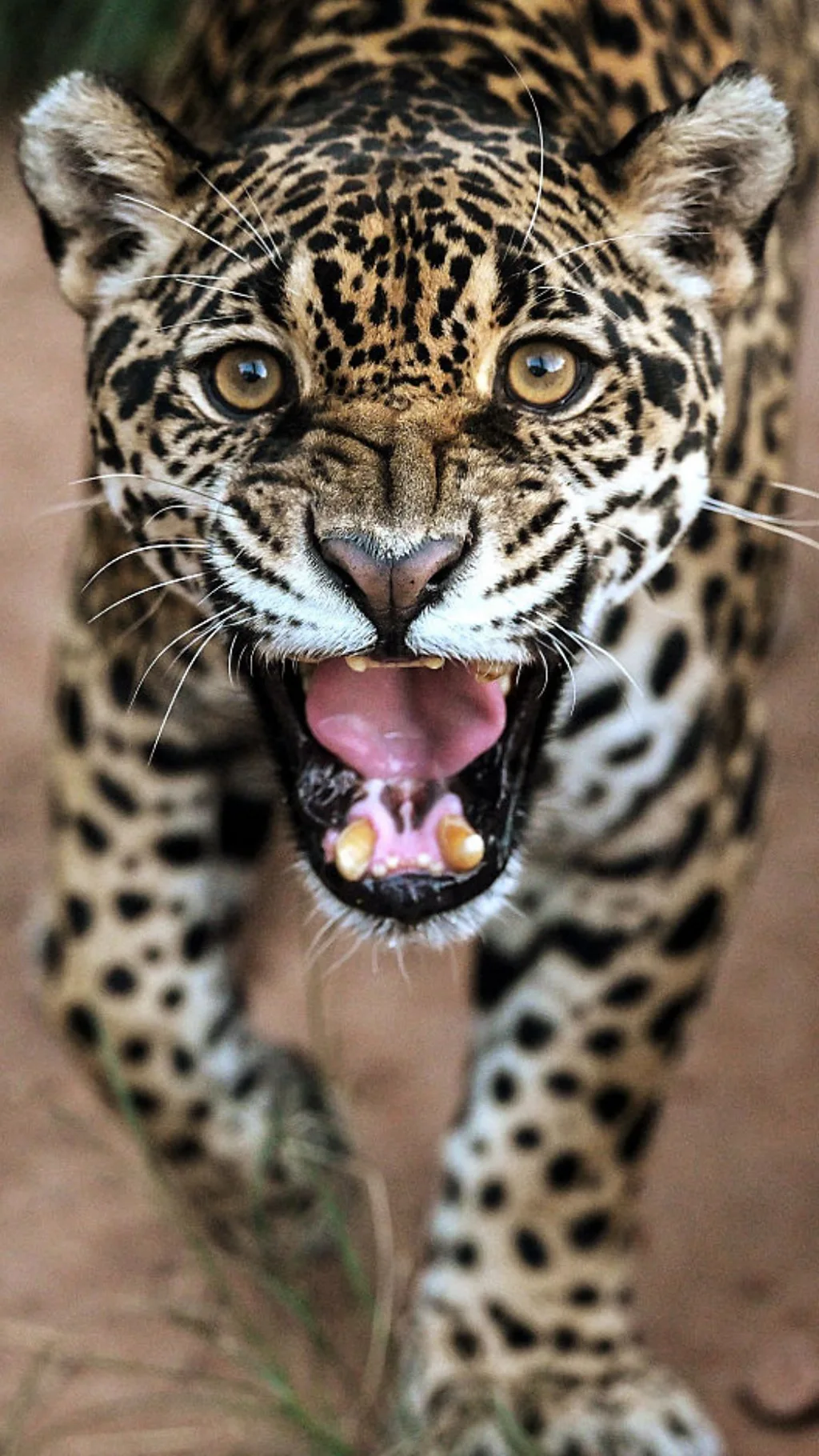 Yaguarlarning miyovlashi aniqlandi