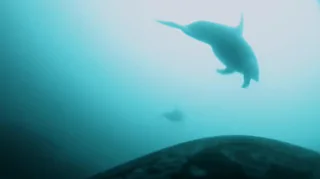 A dolphin is seen swimming ahead of a killer whale in underwater footage