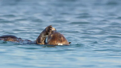 Clever baby otter uses rock to open mussel