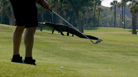 How alligators and golfers coexist
