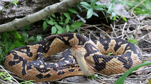 The most venomous snake of Guyanau2019s Amazon rainforest