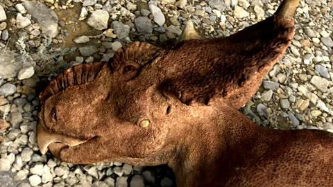 Watch a high-stakes Pachyrhinosaurus battle