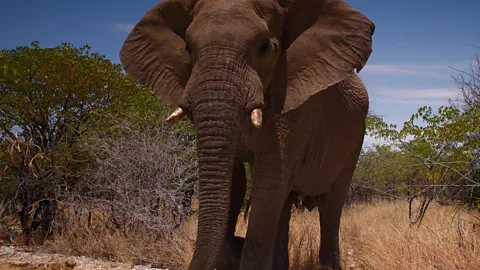 Face-to-face with an African savanna elephant