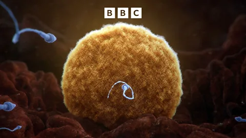 Global News Podcast, Cancer-causing gene found in donor sperm across Europe