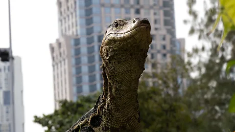 A large water monitor lizard lifts its head in Bangkok's Lumphini Park, with city high rises blurred in the background (Credit: Mirja Vogel)