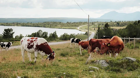 Harry Taylor Cows grazing along Norway's Stølsruta route with a lake in the background (Credit: Harry Taylor)