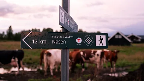 Harry Taylor On the Stølsruta, waymarkers lead hikers across working pasture still used by Norway's summer farms (Credit: Harry Taylor)