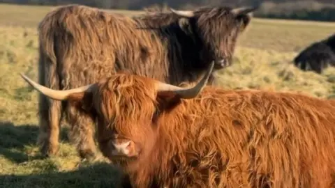 A couple of Highland cows looking at the camera