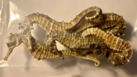In a transparent plastic bag, five seahorses and in the centre a dead male seahorse with a pouch showing he was pregnant when caught. Males carry seahorse young and can give birth to several hundred.