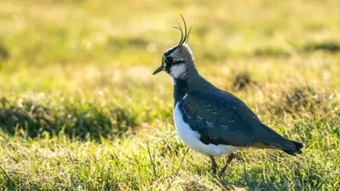 A lapwing is standing on some grass. It has blue and green feathers and a white chest area. Feathery fronds stick out from its head.