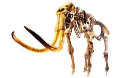 A digitised photo of a large brownish-yellow mammoth skeleton, put together as if it were standing. It has long curved tusks and is on a white background