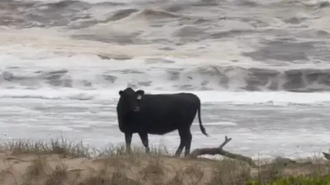 Black cow standing on sand at a beach