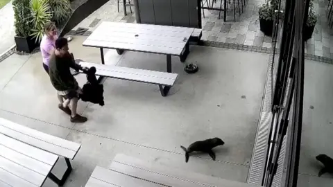 Baby seal heads for the bar doorway as two people follow