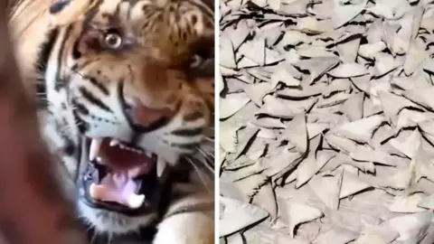 A roaring tiger and a pile of dried shark fins