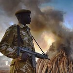 幫非洲反盜獵，中國怎樣兌現承諾