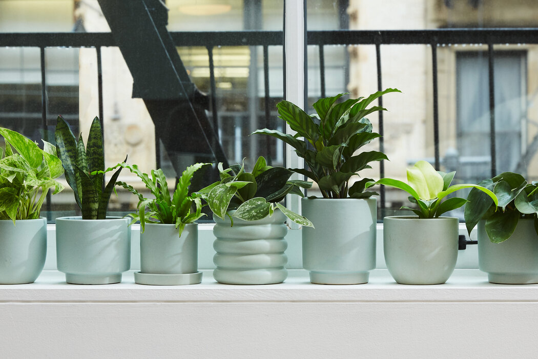 選擇具有相似顏色或材料的容器可以創造協調的外觀。