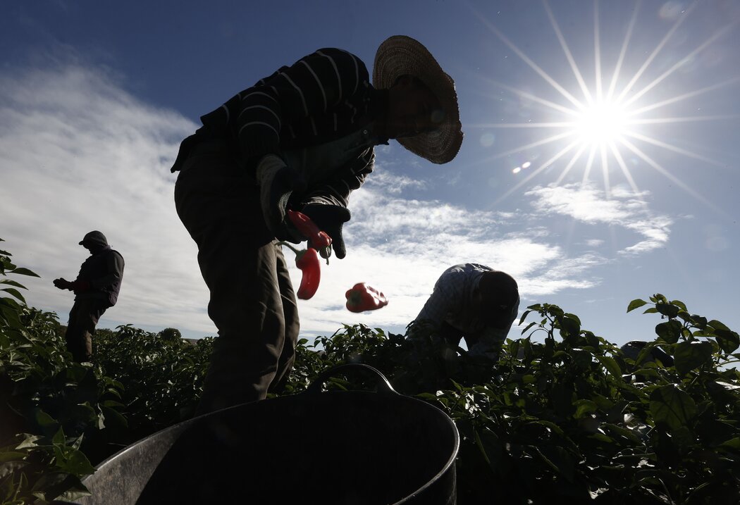 2022年,西班牙洛多薩的農民正在勞作。移民勞動力在農業、旅遊業等領域發揮著關鍵作用。