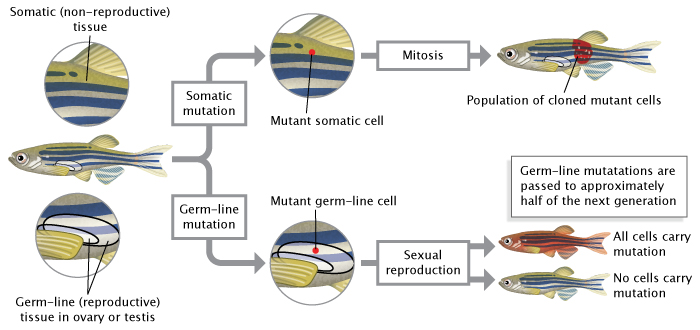 A schematic diagram shows the difference between a somatic mutation and a germ-line mutation in a fish. A side view of the fish is at the left, and an arrow splits into two paths to the right. The top path is the somatic mutation, and the bottom path is the germ-line mutation. In the top path, an enlarged view of the fish’s dorsolateral surface shows a red dot, labeled mutant somatic cell. A second arrow continuing this top path leads to another drawing of the same fish, after some time has passed and mitosis has occurred. The drawing shows the enlargement of the red dot into a large red disc on the side of the fish, covering a much larger area than the original mutant dot. This red disc represents the result of cell division in the mutant cell, and is labeled with population of cloned mutant cells. The bottom path in the schematic shows an enlarged view of the fish’s ventrolateral surface, near the reproductive organs. A second arrow continuing this bottom path is labeled sexual reproduction and leads to two smaller fish, representing offspring. One is colored red, indicating it has mutant cells throughout its body, and the other offspring fish is the same color as the parent fish, indicating it is normal.