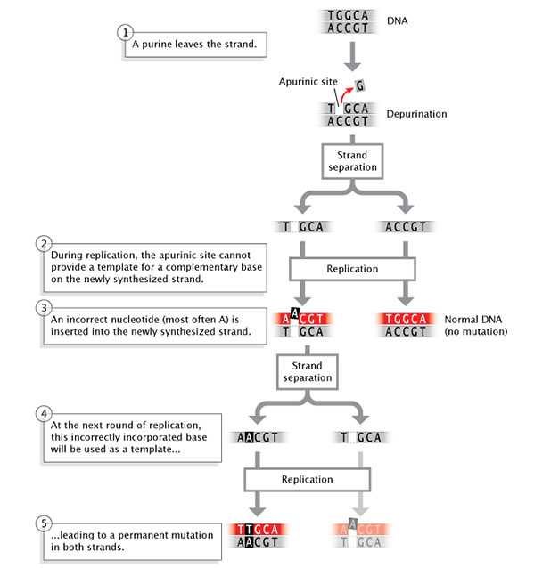 A schematic diagram shows how the loss of a purine from a nucleotide affects DNA replication. A double-stranded DNA molecule is represented at the top of the diagram as two horizontal, parallel, grey rectangles. Each rectangle contains a row of five letters, representing nucleotides. The letters are either A, T, G, or C, and represent the nitrogenous bases adenine, thymine, guanine, and cytosine, respectively. After the loss of the purine base guanine (G) from a nucleotide on the upper DNA strand, the DNA is shown undergoing two rounds of replication. In round one, the two strands separate: one strand is shown on the left side of the diagram, and the other strand is shown on the right side of the diagram. Both strands act as a template for the synthesis of a new, complementary strand, depicted as a red horizontal rectangle above the grey template strand. The new double-stranded molecule produced from the template strand that lost a purine is shown undergoing a second round of strand separation and replication.