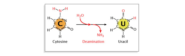 A schematic illustration shows the molecular structure of a nitrogenous base before and after a deamination. The nitrogenous base cytosine is shown on the left side of the diagram, and is depicted as an orange hexagon. Individual atoms that compose the cytosine base are indicated by capital letters: each letter C represents a carbon atom, each letter N represents a nitrogen atom, each letter H represents a hydrogen atom, and each letter O represents an oxygen atom. An amine group connected to the cytosine ring is represented by a red nitrogen atom bound to two hydrogen atoms. A horizontal arrow points from the cytosine molecule to a uracil molecule on the right side of the diagram. The removal of the amine group from the cytosine, in the presence of water (H20), has resulted in the conversion of cytosine to uracil. Uracil is depicted as a yellow hexagon that lacks the amine group.