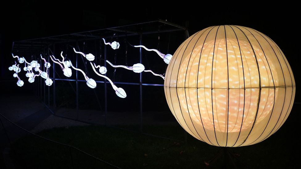 Lanterns in the shape of sperm and an egg (Credit: Edward Berthelot/Getty Images) Lanterns in the shape of sperm and an egg (Credit: Edward Berthelot/Getty Images)